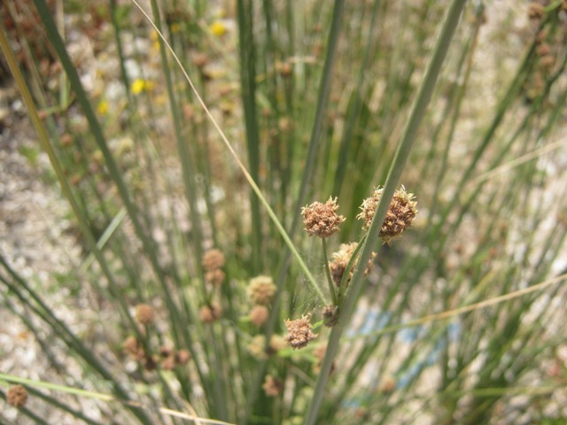 Identif pianta : Scirpoides holoschoenus